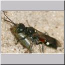 Alysson spinosus - Grabwespe w02c 8mm mit Zikade.jpg